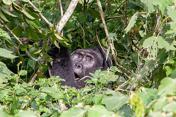 Mountain gorilla