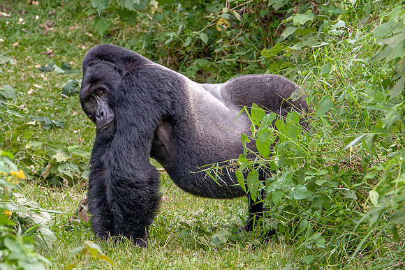 Mountain gorilla