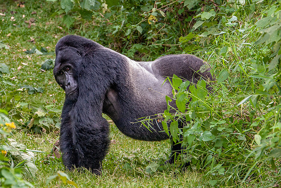 Mountain gorilla