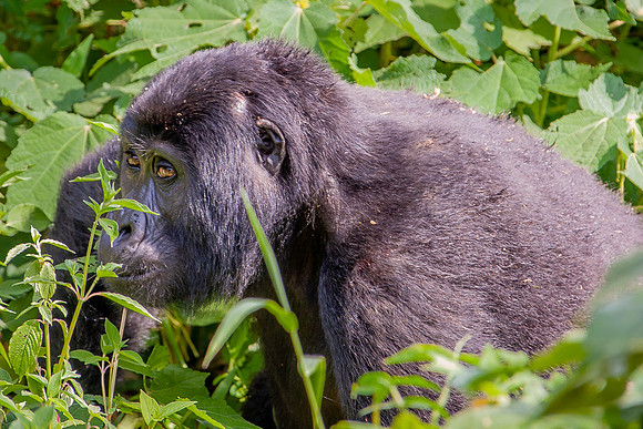 Mountain gorilla