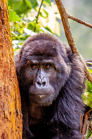 Mountain gorilla