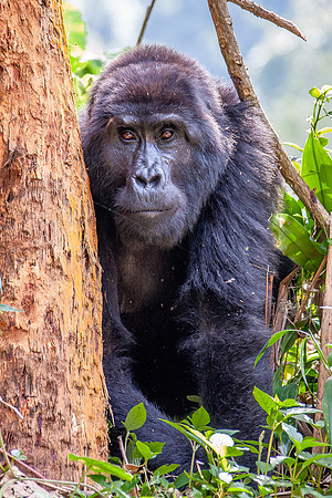 Mountain gorilla
