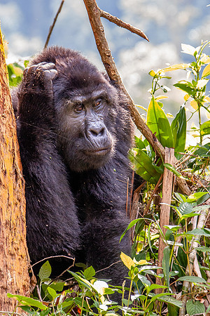 Mountain gorilla