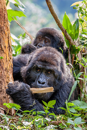Mountain gorilla