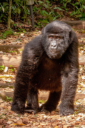 Mountain gorilla