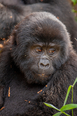 Mountain gorilla