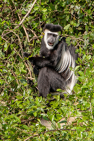 Mountain gorilla