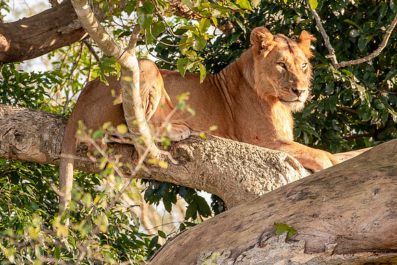 Tree lion