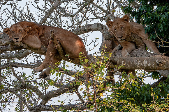 Tree lion