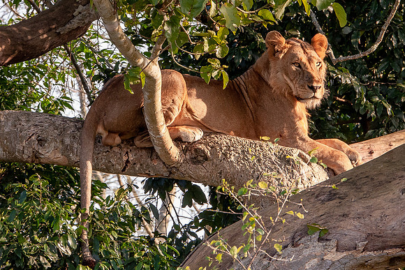 Tree lion