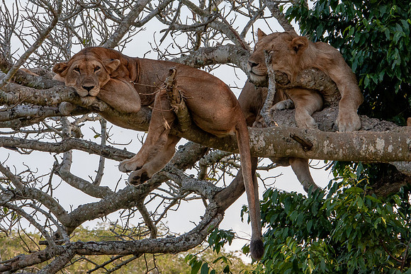 Tree lion