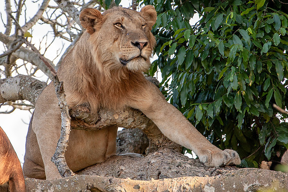 Tree lion