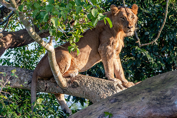 Tree lion