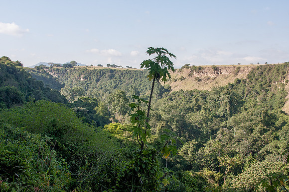 Mountain gorilla