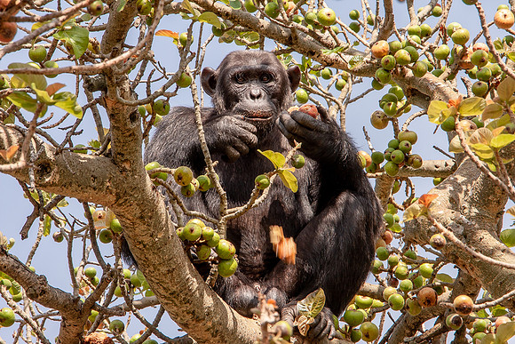 chimpanze, Uganda