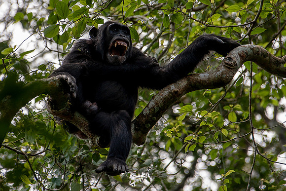 chimpanze, Uganda