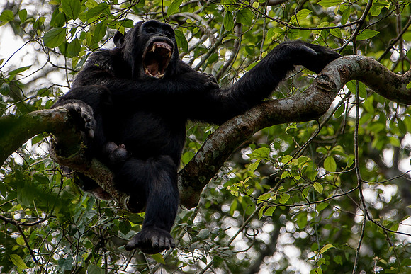 chimpanze, Uganda