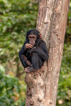 Chimpanze