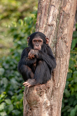 Chimpanze