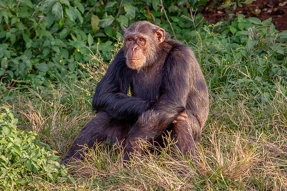 Chimpanze
