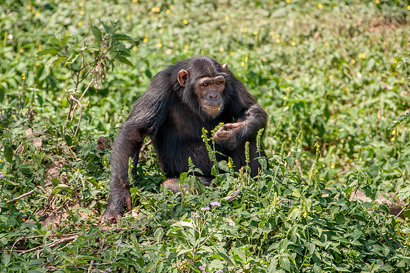 Chimpanze