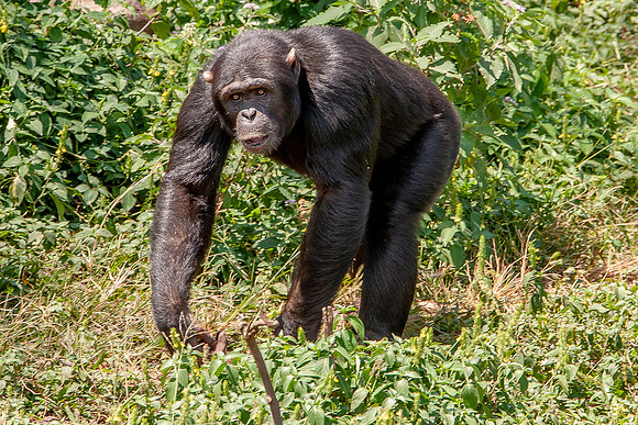 Chimpanze