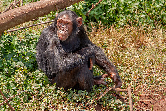 Chimpanze