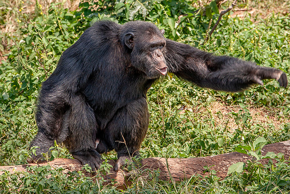Chimpanze