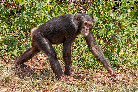 Chimpanze