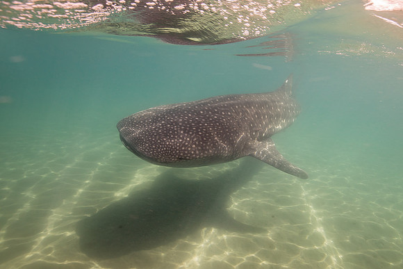 whale shark , in La Paz