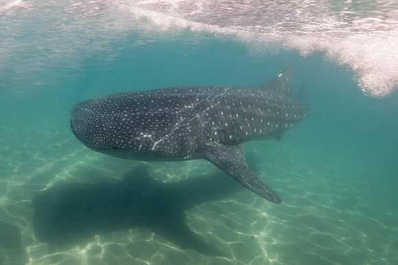 whale shark , in La Paz