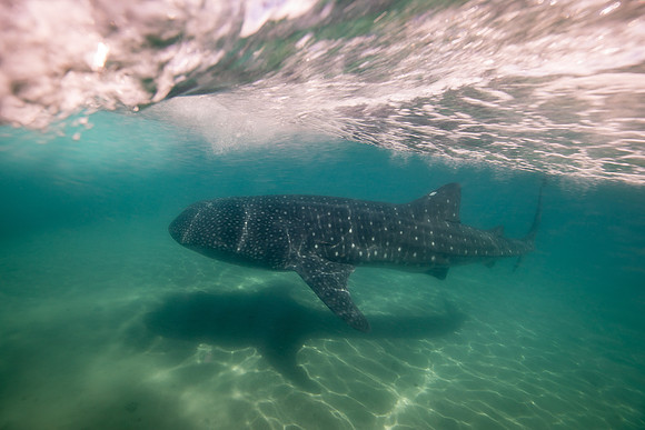 whale shark , in La Paz