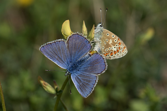 blue-3