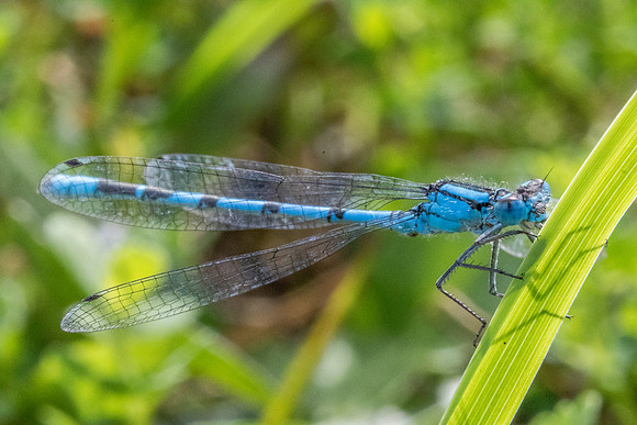 blue-1