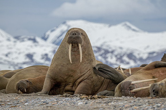 Svalbard Walrus