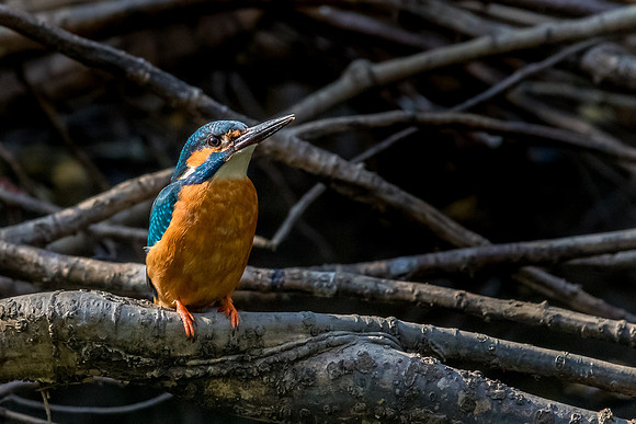 kingfisher