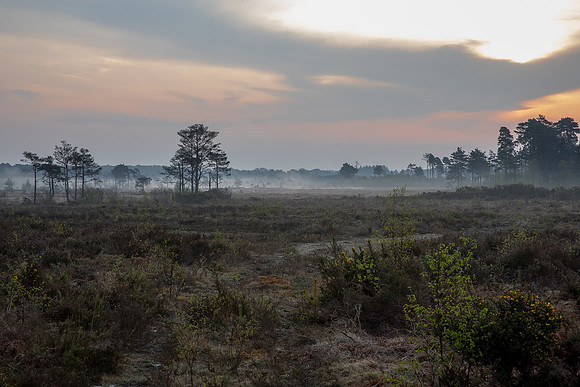 sunrise at Thursley Common