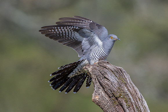 Colin the Cuckoo at Thursley Common