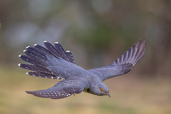 Colin the Cuckoo at Thursley Common