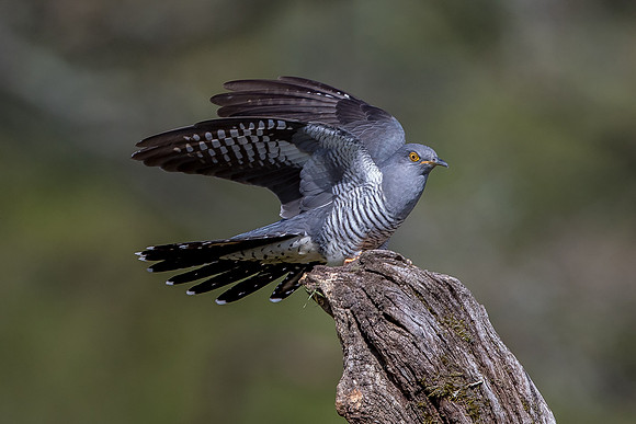 Colin the Cuckoo