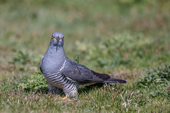 Colin the Cuckoo at Thursley Common