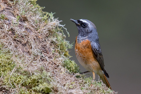 Redstart at Thursley Common