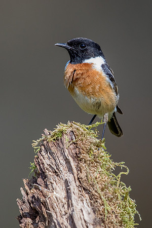 Stonechat at Thursley Common