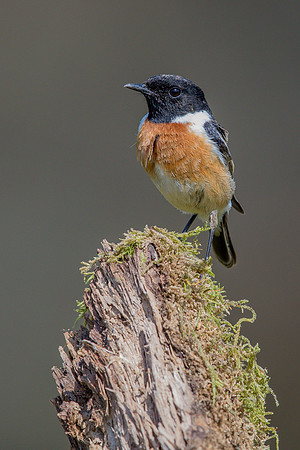 Stonechat at Thursley Common