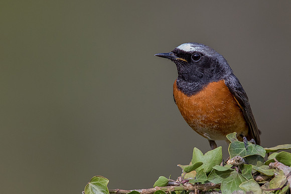Redstart at Thursley Common