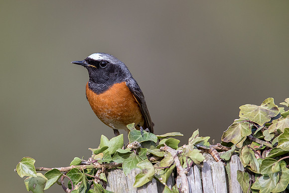 Redstart at Thursley Common