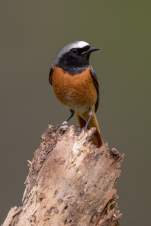 Redstart at Thursley Common