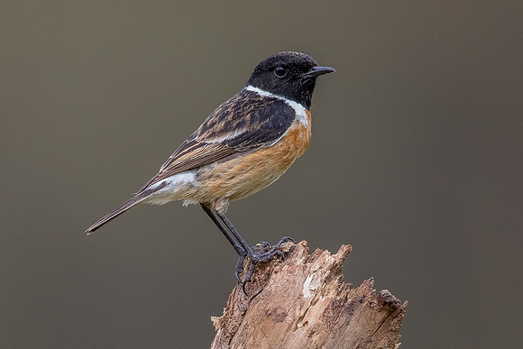Stonechat at Thursley Common