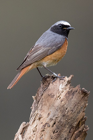Redstart at Thursley Common
