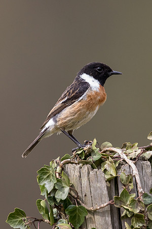 Stonechat at Thursley Common